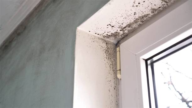 Best Mold Testing  in Zebulon, NC