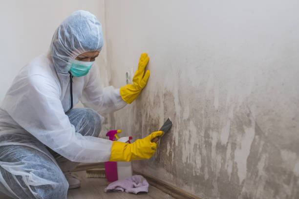 Trusted Zebulon, NC Mold Removal Experts