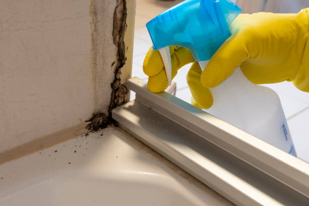 Best Certified Mold Removal  in Zebulon, NC