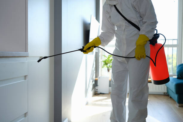 Best Local Mold Removal Service  in Zebulon, NC