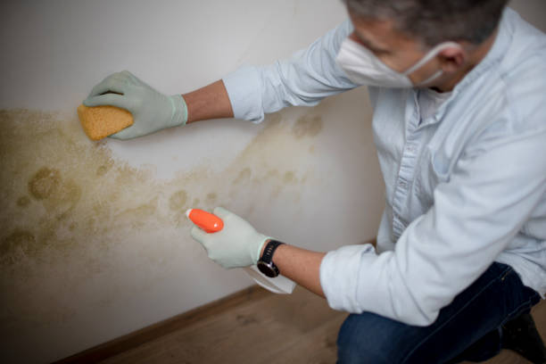 Best Water Damage Restoration  in Zebulon, NC