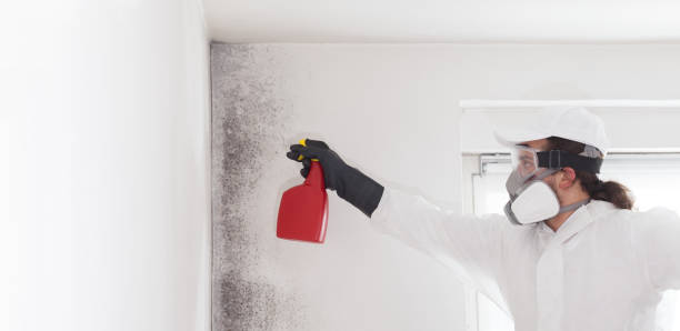 Best Mold Damage Repair  in Zebulon, NC