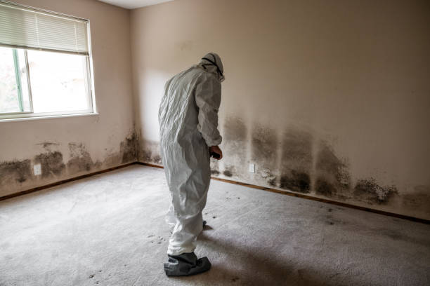 Best Emergency Mold Removal  in Zebulon, NC
