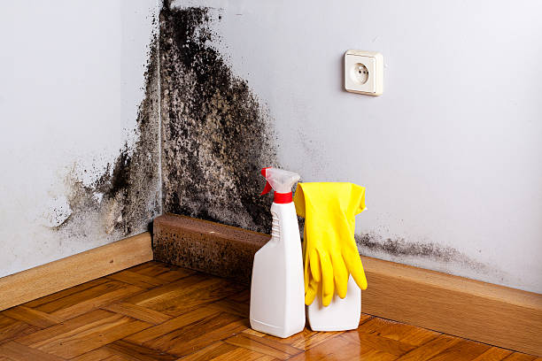 Best Mold Damage Repair  in Zebulon, NC