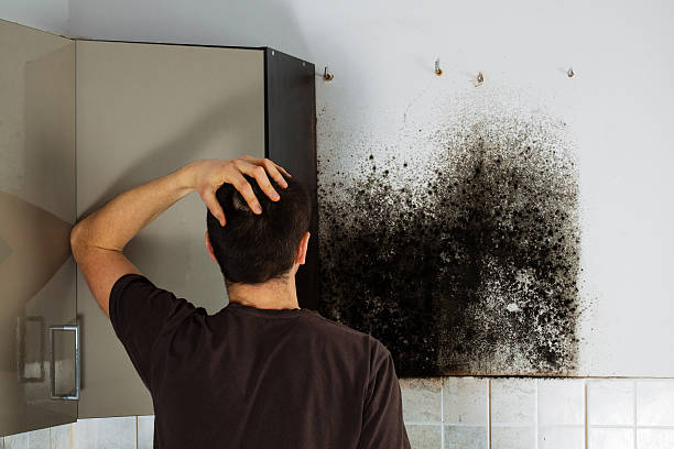 Best Black Mold Removal  in Zebulon, NC
