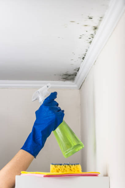 Best Crawl Space Mold Removal  in Zebulon, NC