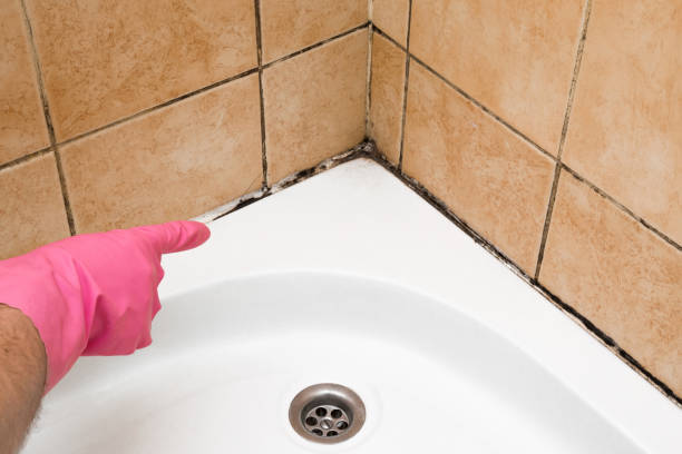 Best Affordable Mold Removal  in Zebulon, NC