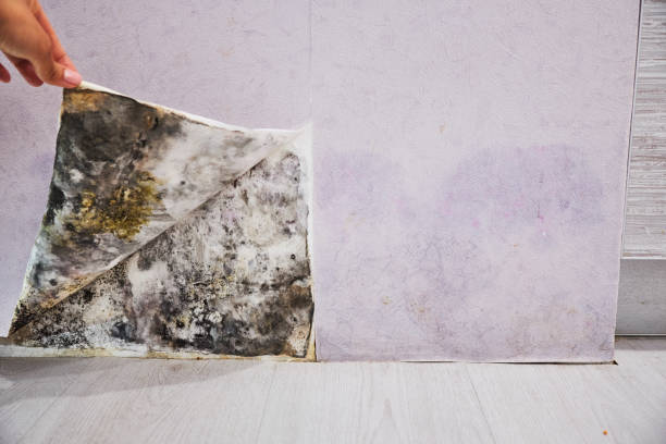 Best Mold Removal Company Near Me  in Zebulon, NC